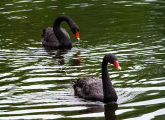 Naklejka premium two black swans on the pond