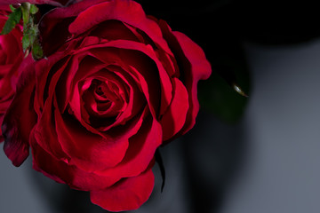 Fototapeta premium Beautiful red roses