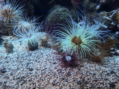 Under water picture of tube anemone