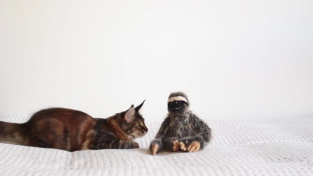 young Maine coon kitten can is playing with toy sloth on white background