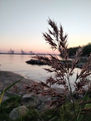 spikelet at sunset