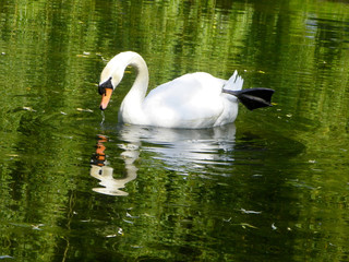 a lone white swan swimming in the dark water of a pond - Powered by Adobe