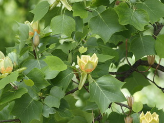 Liriodendron tulipifera - Fleurs écloses du tulipier de Virginie ou arbre au lis ressemblant à...