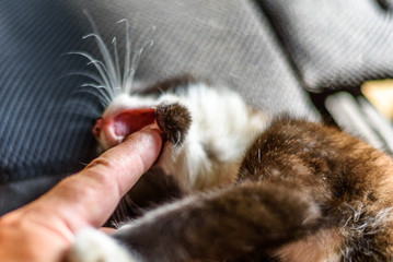 Little kitten bites a man by the finger.