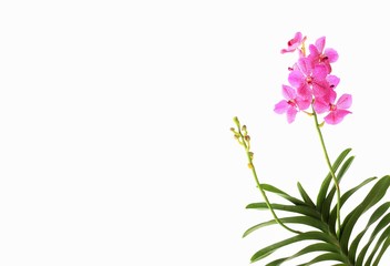 Obraz na płótnie Canvas pink orchid isolated on white background