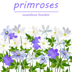 seamless border of white and blue primroses on white background