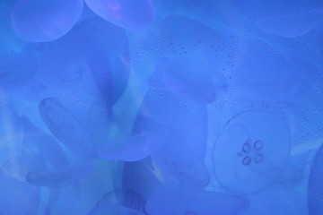 So many blue jellyfish