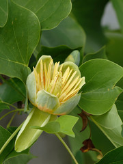 Liriodendron tulipifera - Grosse fleur éclose du tulipier de Virginie ou arbre au lis ressemblant...