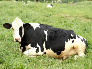 Black and white cow lying on the meadow