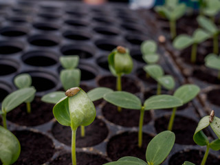 The cantaloupe melons sprout growing in greenhouse organic farm.