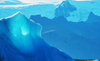 A huge glacier and a bird hovering above it. Iceland. melting glacier.