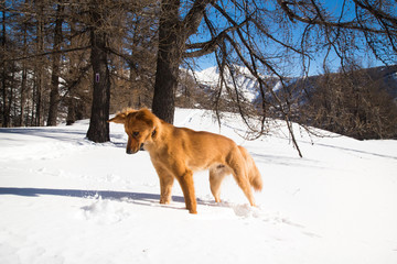 chien qui joue dans laneige