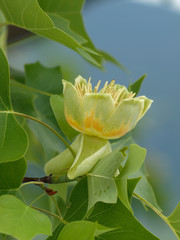 Liriodendron tulipifera - Grosse fleur éclose du tulipier de Virginie ou arbre au lis ressemblant...