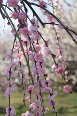 plum blossoms