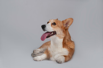 dog welsh corgi pembroke isolated on white background