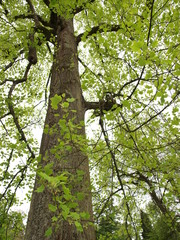 Liriodendron tulipifera - Tronc et écorce gris foncé et fissurée du tulipier de Virginie ou arbre au lis