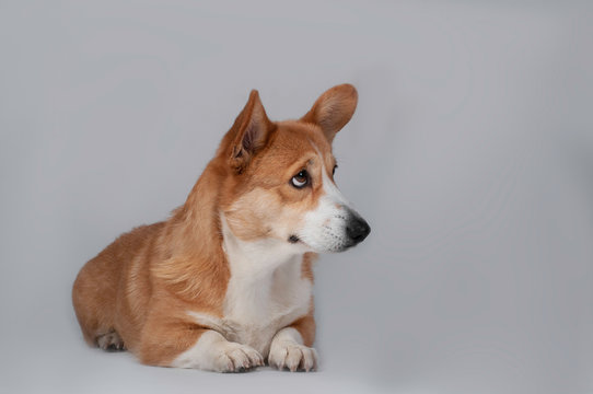 Ashamed Dog Welsh Corgi Pembroke  On White Background