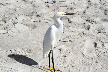 White ibis walking on a beach of sand