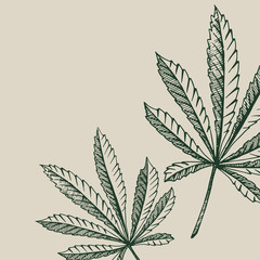 Vector outline background of hemp plant on a beige square cannabis leaves