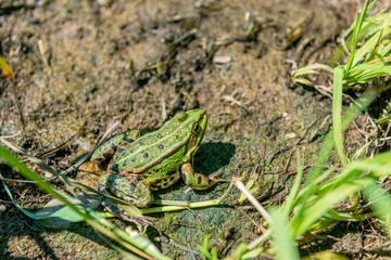 green tree frog
