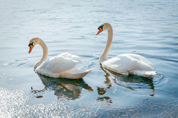 swan on lake