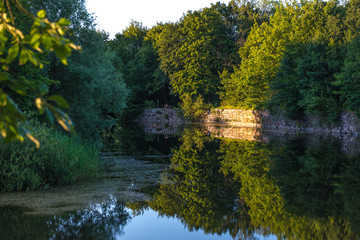 reflection of trees in water