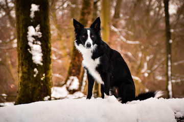 Portrait of black and white border collie