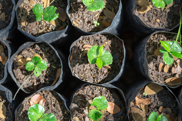 Young Arabica Trees is growing in black bag on the farm