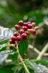 Fresh Arabica Coffee beans ripening on tree in North of thailand