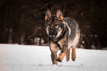 Photo of German shepherd Photo from my third Photoworkshop on Konopiste. It was amazing experience. I love dogs on snow.