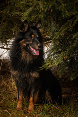 Portrait of Bohemian Shepherd under the pine.  Photo from my third Photoworkshop on Konopiste. It was amazing experience. I love dogs on snow.