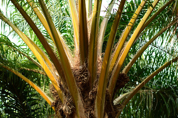 Obraz na płótnie Canvas yellow stalks and green leaves of palm tree at the farm land