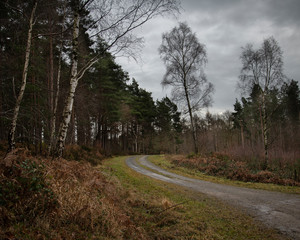 Winter Woodland Landscape