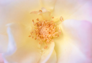 a closeup of a beautiful rose