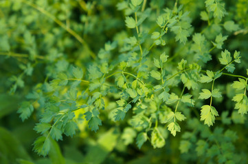 Thalictrum minus or lesser meadow rue green plant background