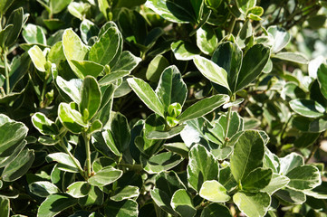 Euonymus japonicus president gauthier green plant