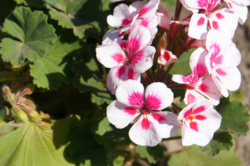 Americana white splash pelargonia flowers with green leaves