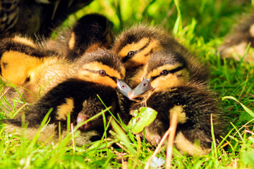 little ducklings sleep in the grass