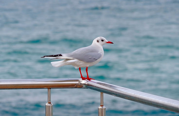 A beautiful white seagull