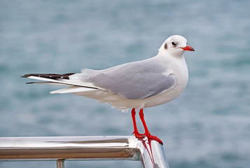 Obraz premium A beautiful white seagull
