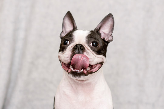 Dog Breed Boston Terrier With A Happy Face And Parched Tongue Posing On A Light Background. Portrait.