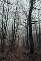 Mystic and dark forest covered with fog. Mysterious and magical.