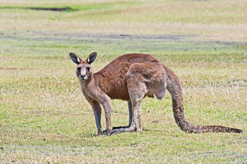 A Forester Kangaroo, Macropus Giganteus, in the Narawntapu National Park, Tasmania. It is the largest marsupial in Tasmania and the second largest in the world and a sub-species of the grey kangaroo.