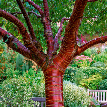 Prunus Serrula Tibetan Cherry