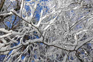 Beautiful winter landscape. Snow covered forest. Trunks of tall trees in the snow. Sunny frosty day.
