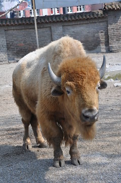 mammal, bull, wildlife, buffalo, wild, bison, animal, nature, american, color, strong, wool, forehead, watching, eyes, northern, fur, symbol, environment, prairie, blue, species, indian, habitat, head