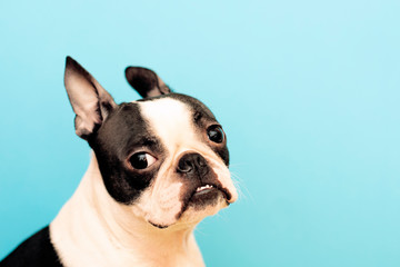Portrait of a dog breed Boston Terrier with an attentive intelligent look on a blue background. copy space