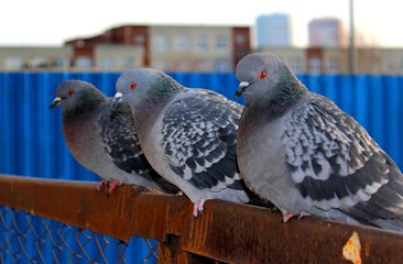 two pigeons on a background