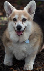 Pembroke Welsh Corgi