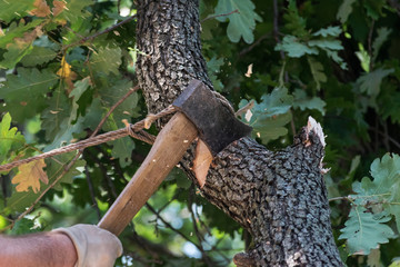 Man cuts a tree brunch
